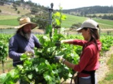 VINEYARD STAFF