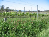 FROGMORE CREEK VINEYARD